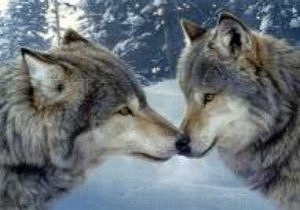 Bisous de loups