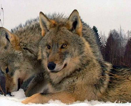 Calin enneiger